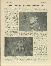 THE FLOWER OF THE GLOUCESTER - Left