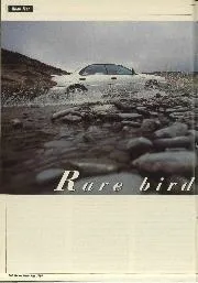 Rare bird - Left